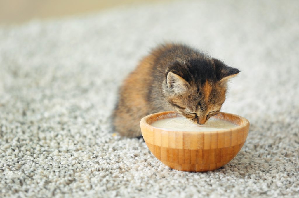 Can Kittens Drink Water? What’s Best For Them?