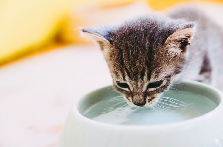 Can Kittens Drink Water? What’s Best For Them?