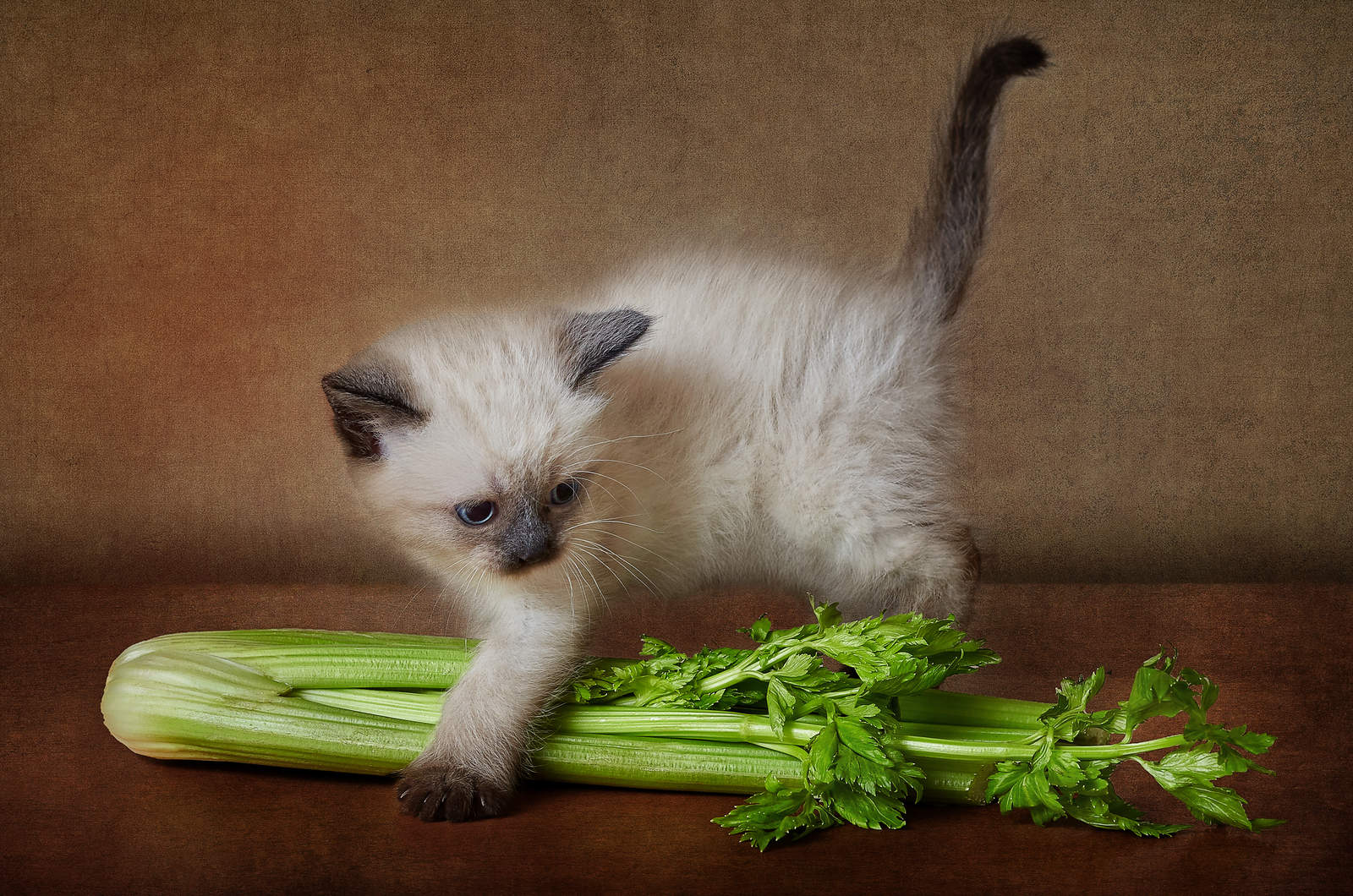 kitten staning over Celery