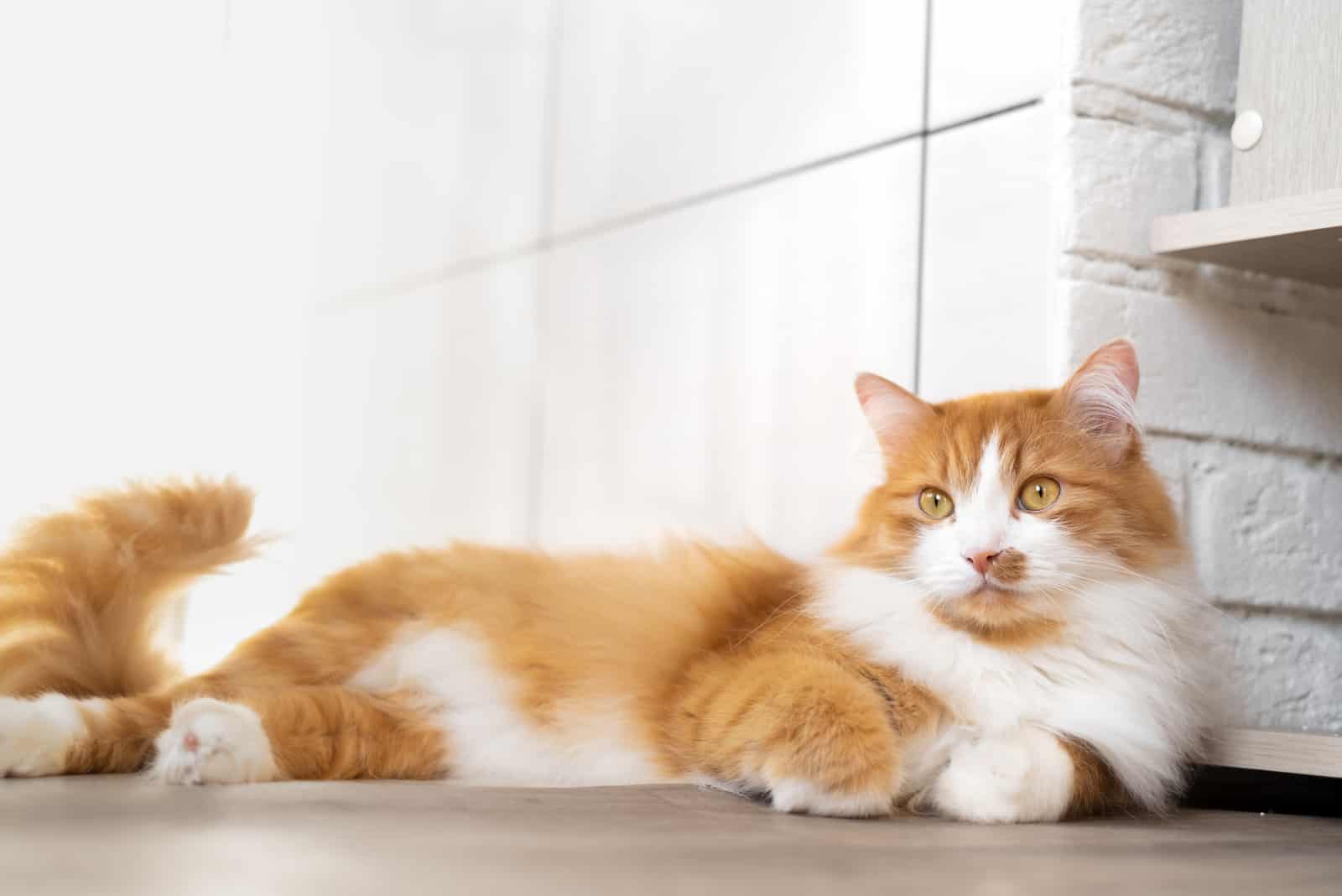 large fluffy red cat lies beautifully on the floor 