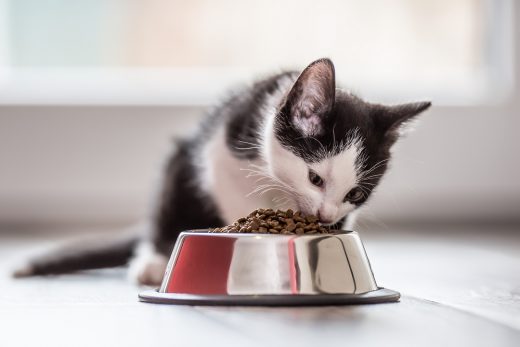 How Long Does It Take A Cat To Digest Food? All You Need To Know