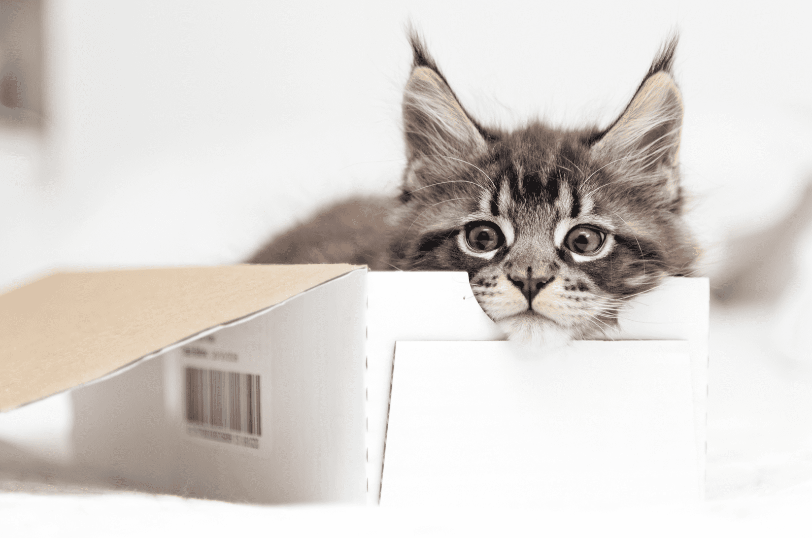 maine coon cat in a box