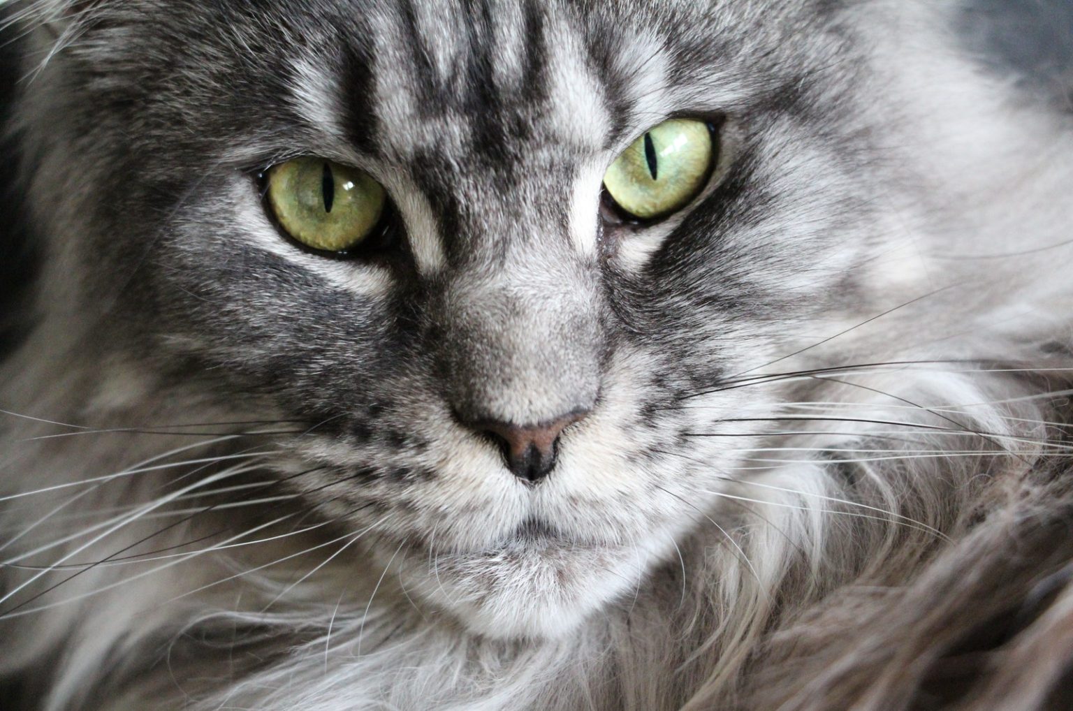TOP 9 Maine Coon Breeders In California