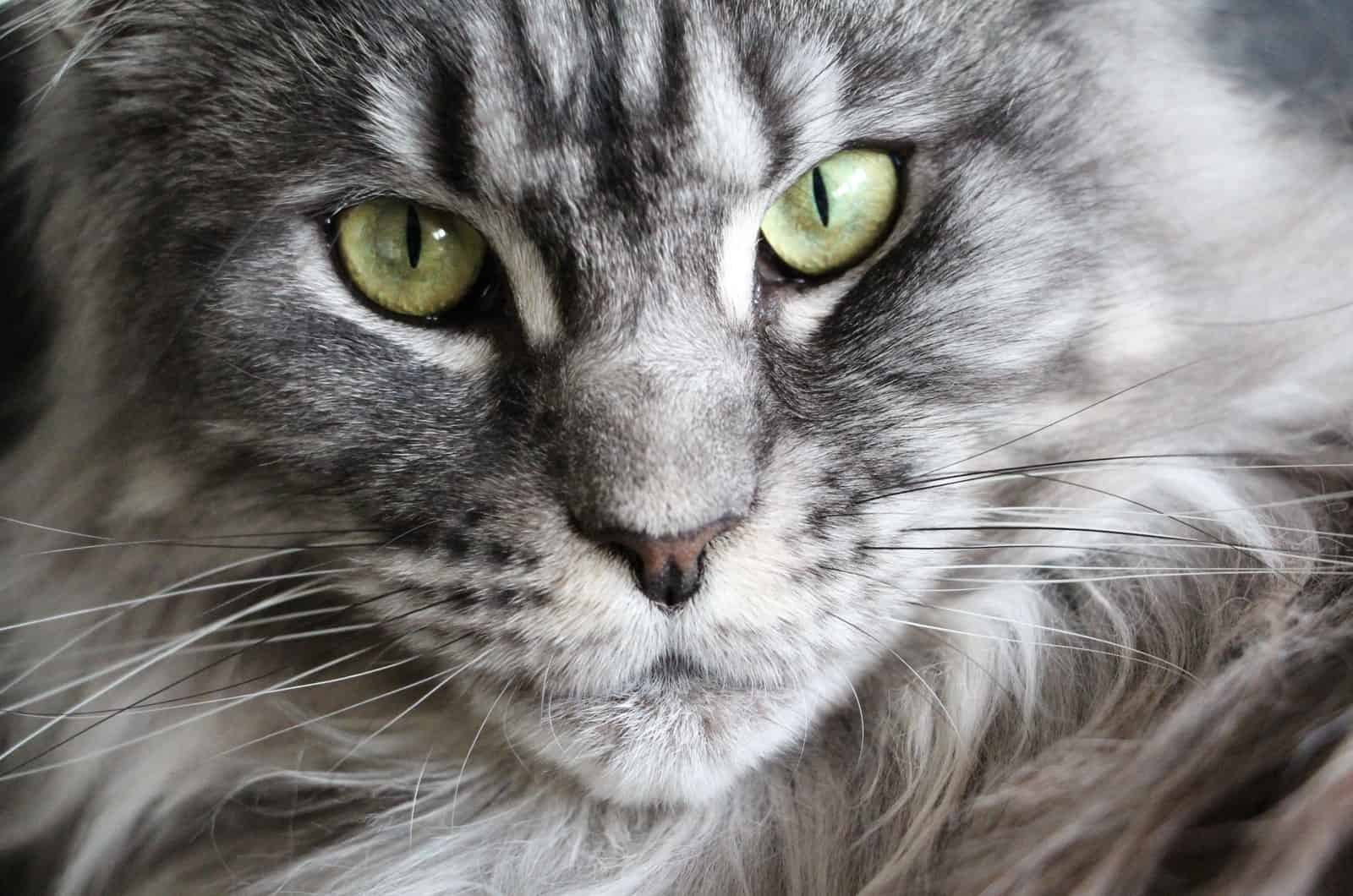 grey maine coon cat with green eyes
