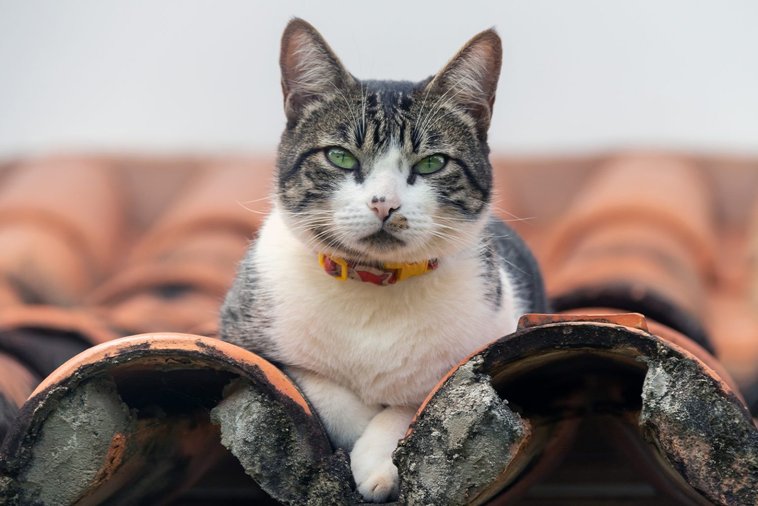 do-male-cats-have-nipples-everything-you-need-to-know