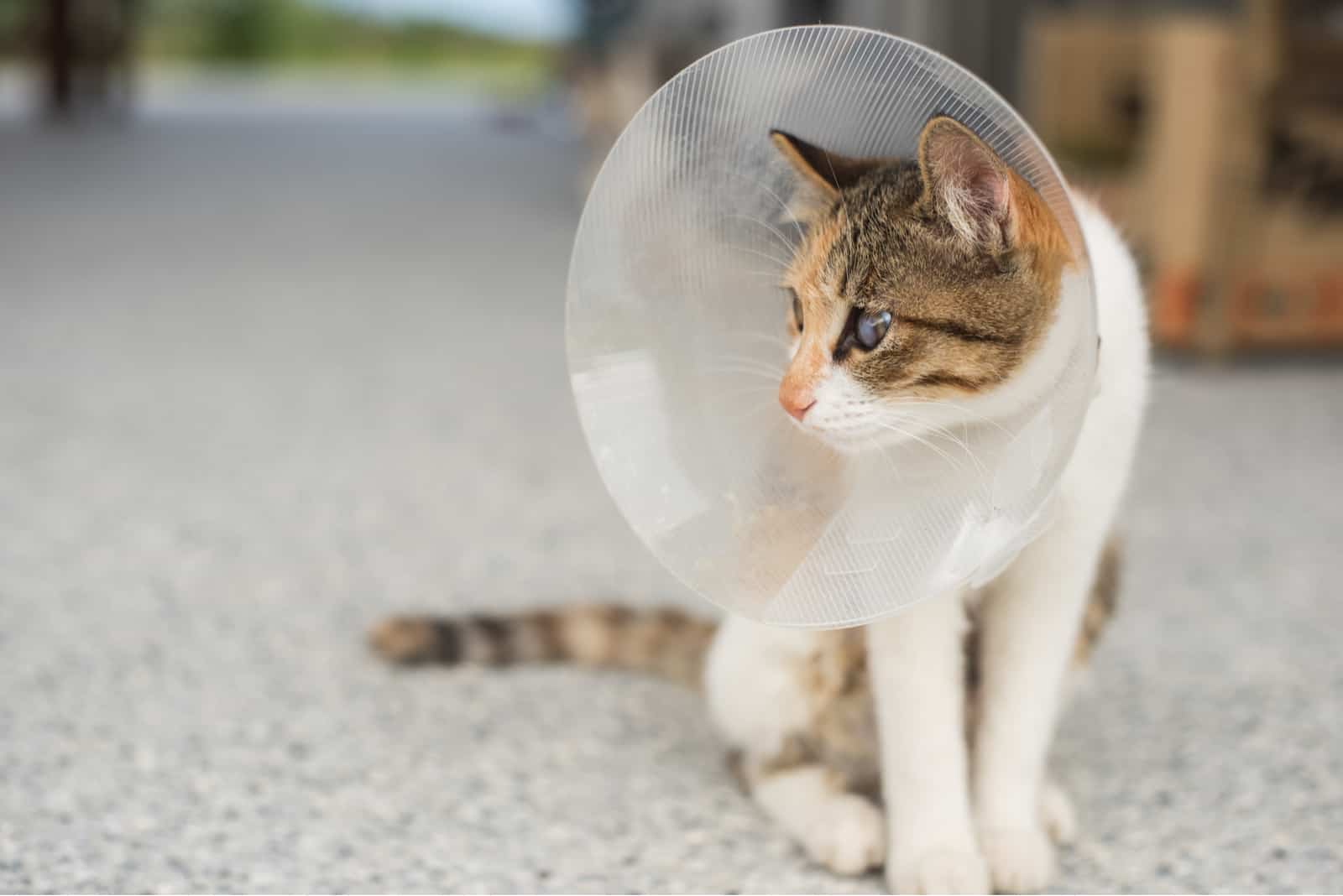 neutered  cat