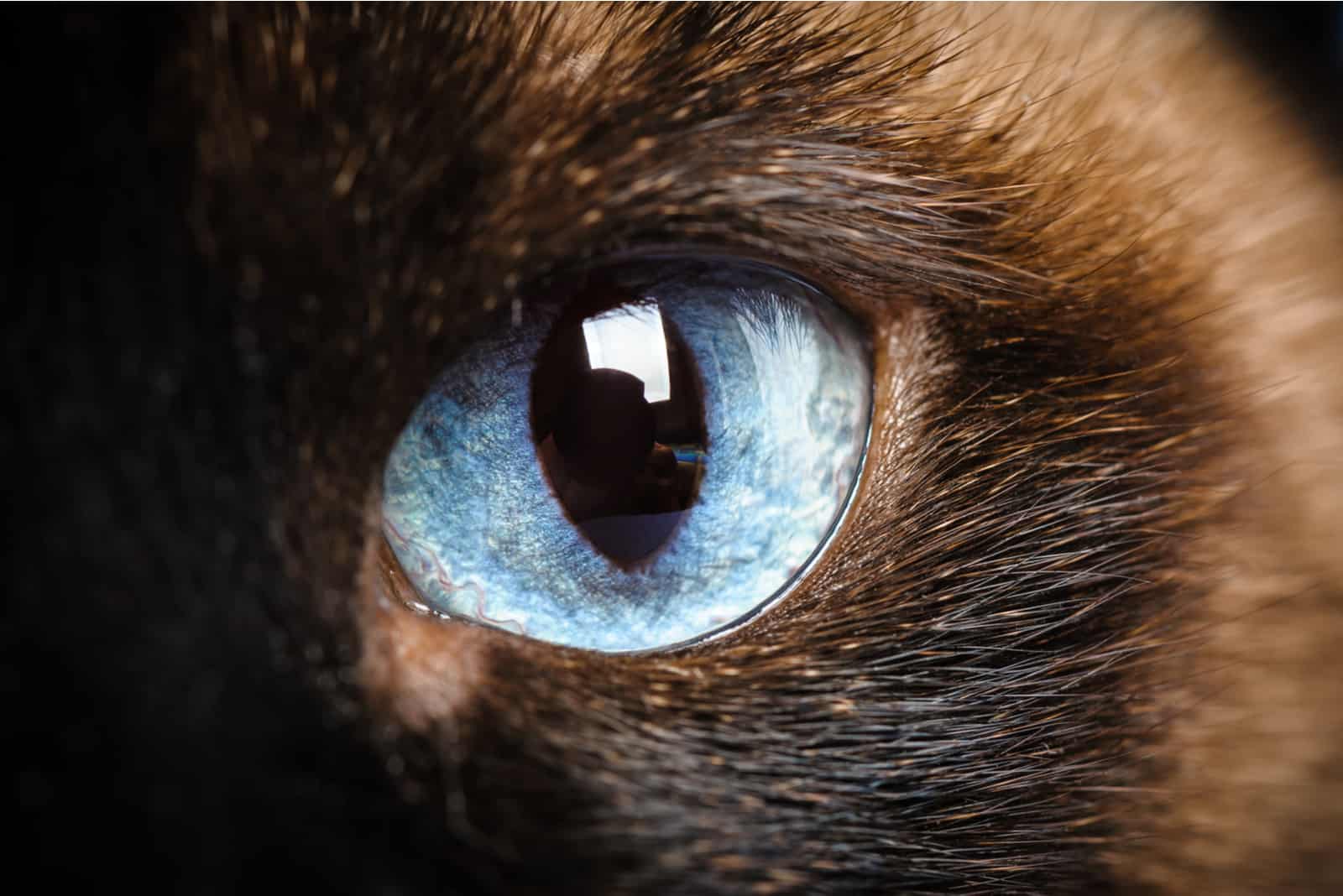 one siamese cat eye macro extreme closeup 
