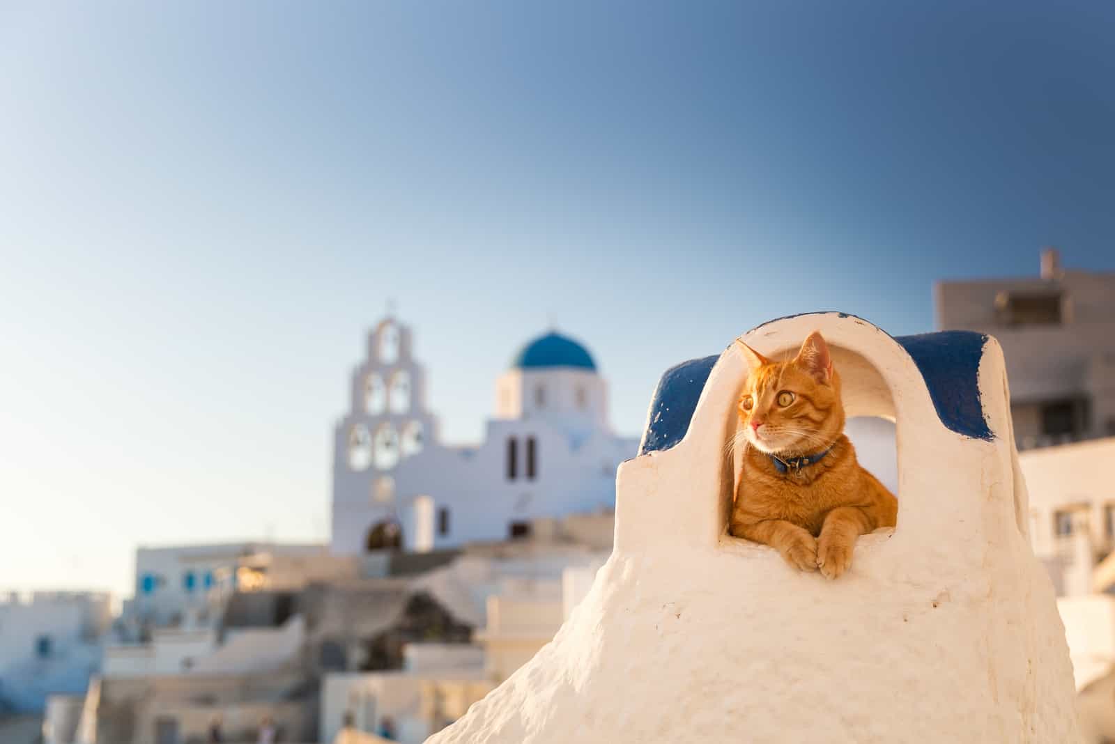 orange cat in greece