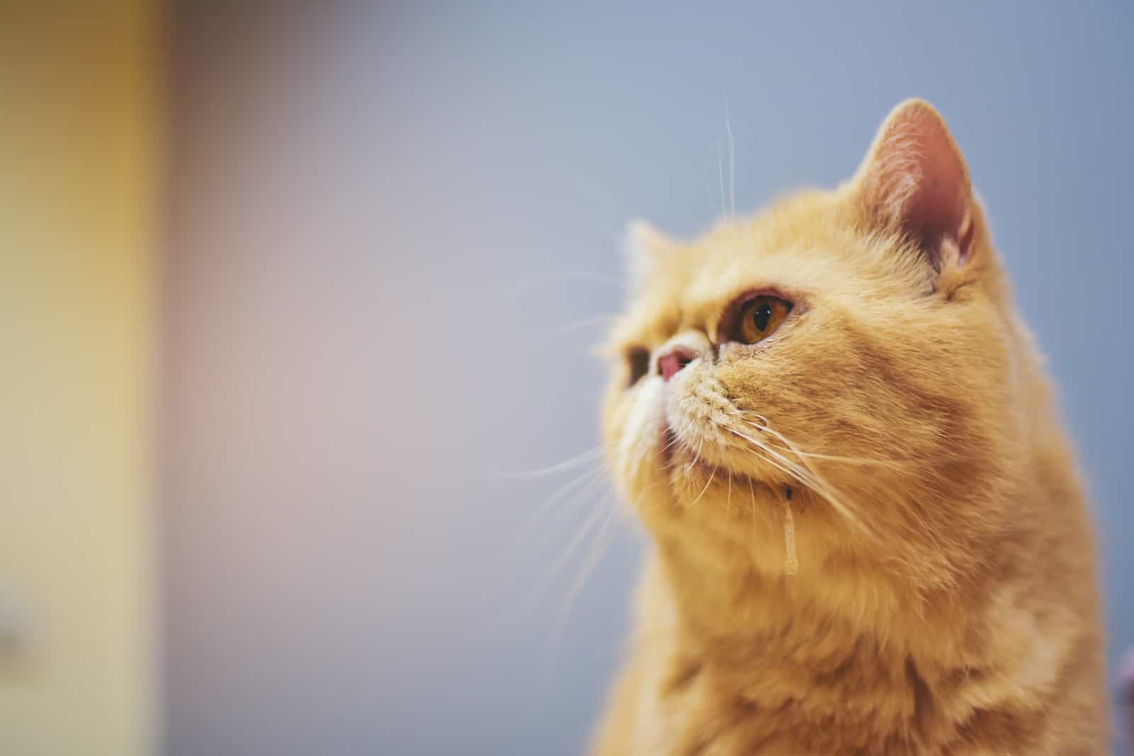 orange cat posing for camera