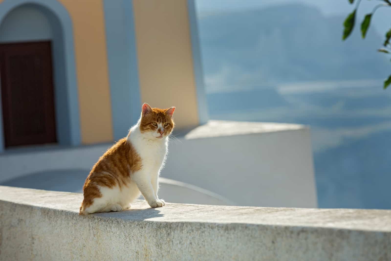 orange cat sitting on wall