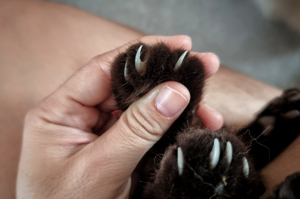 Cat Claw Infection Possible Causes & Solutions!