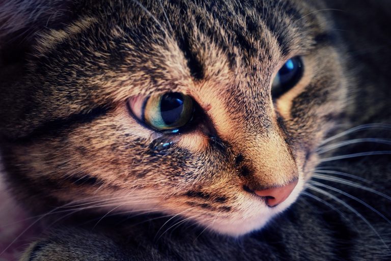 cat-sneezing-and-watery-eyes-causes-and-treatments