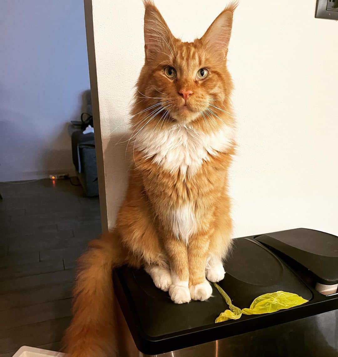 red tuxedo maine coon cat