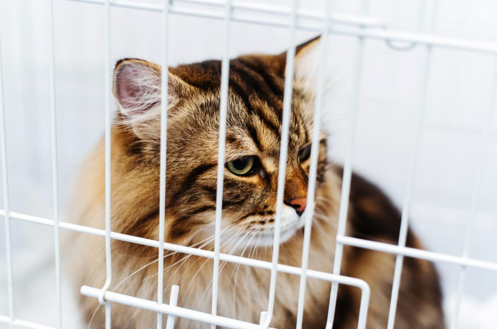 How Long To Keep Cat Confined After Spay? Read And Find Out!