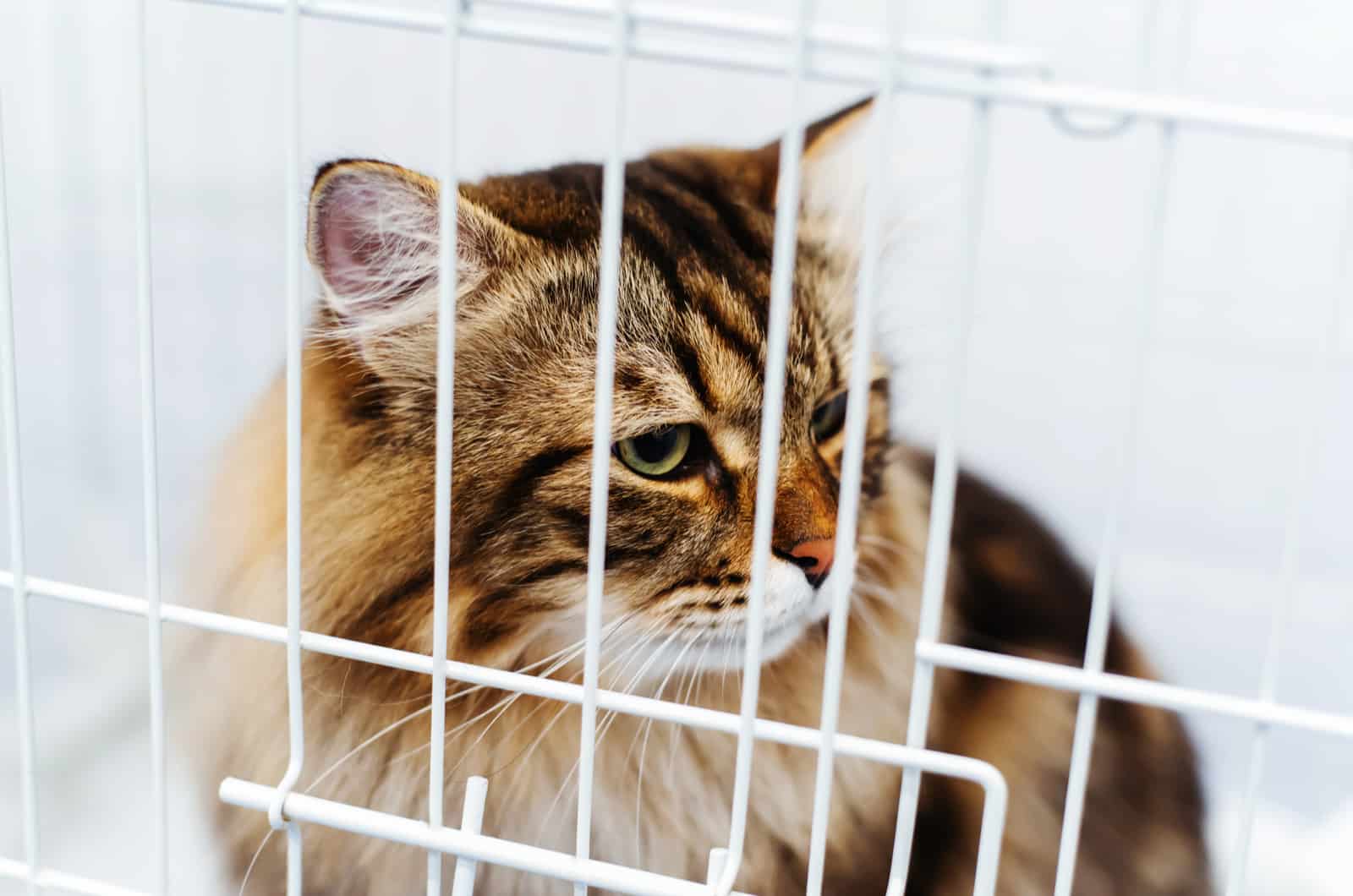 sad cat behind metal bars