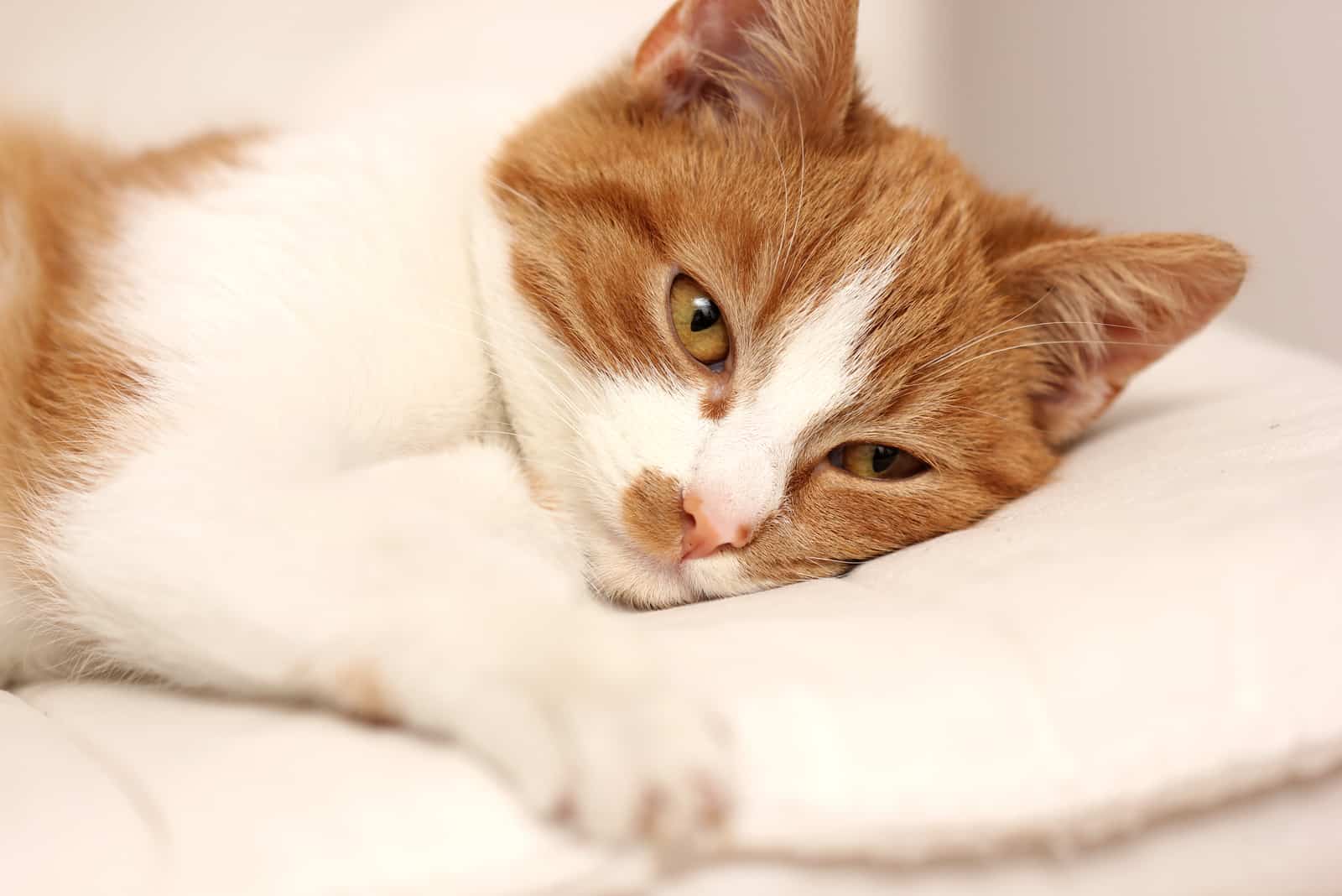 sick orange cat lying on bed