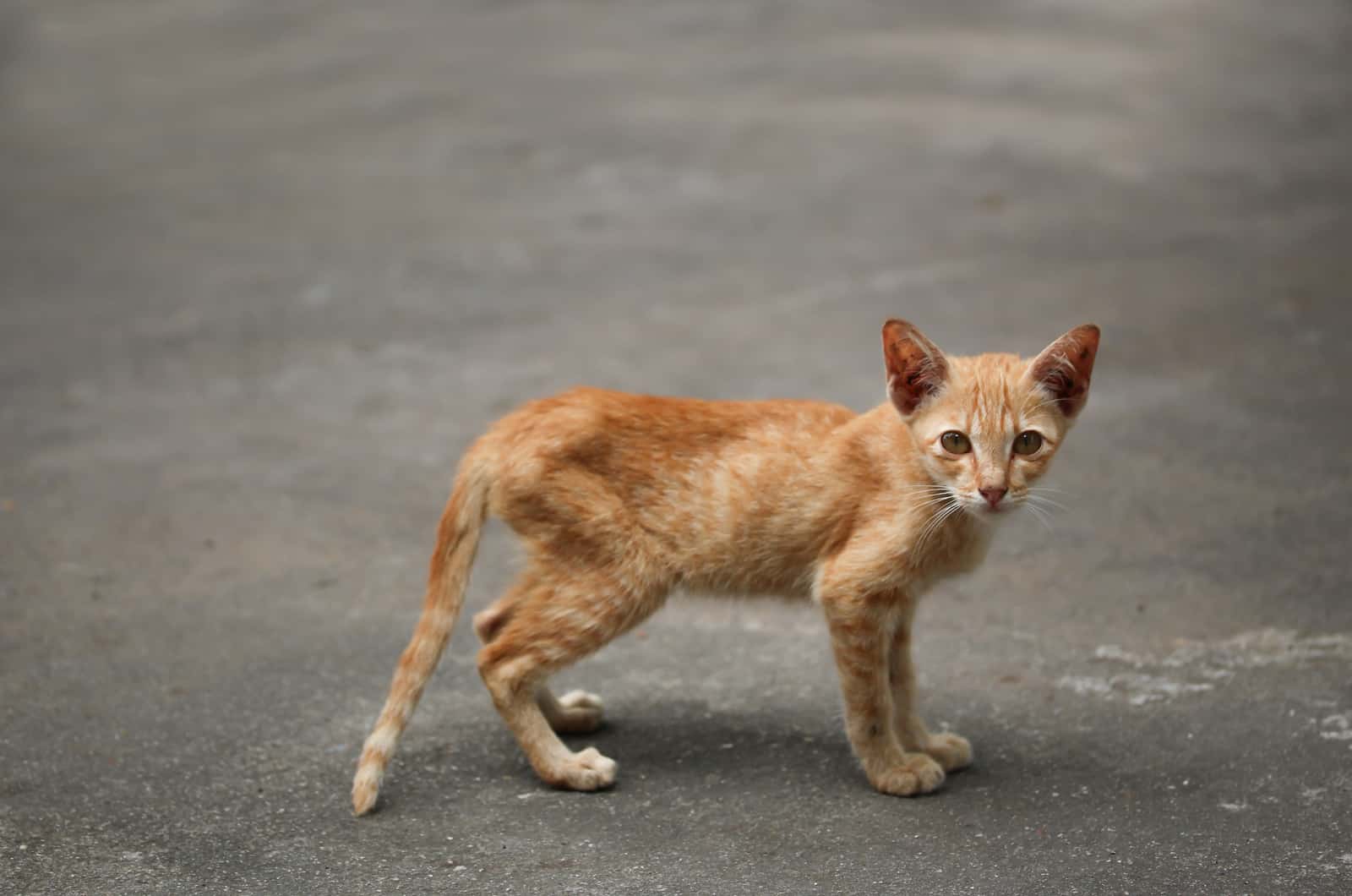 skinny cat standing outdoor