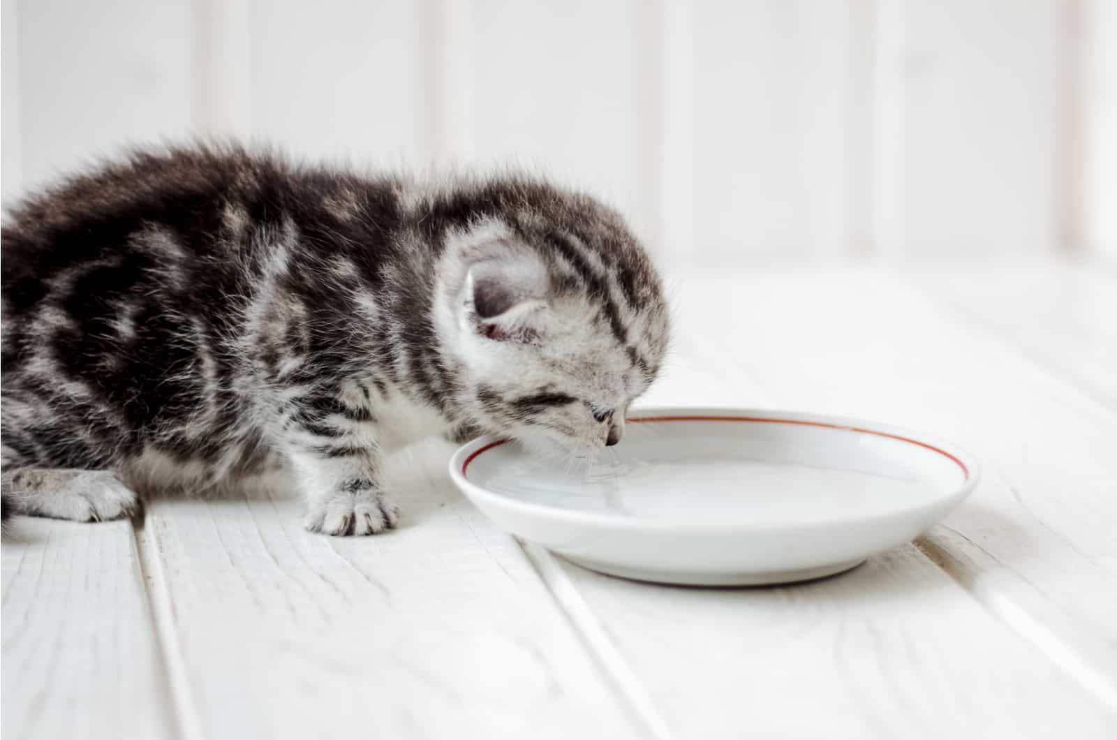 small kitten drinking water from a bowl