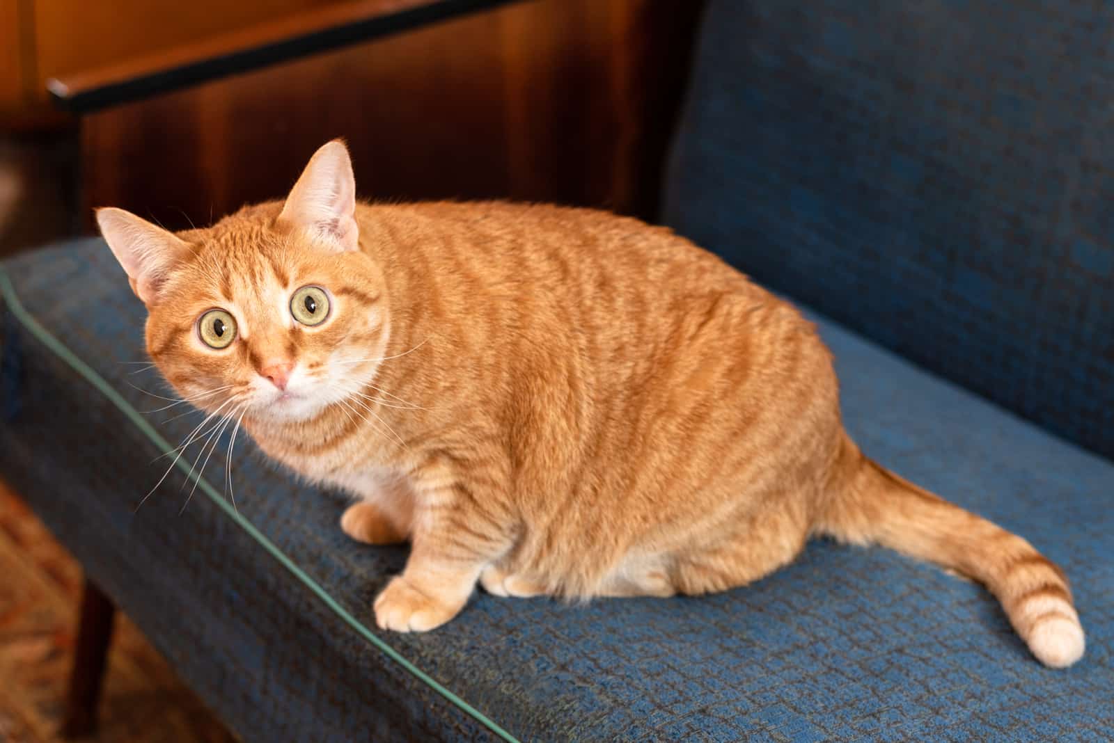 surprised red cat with big round eyes sits on the couch