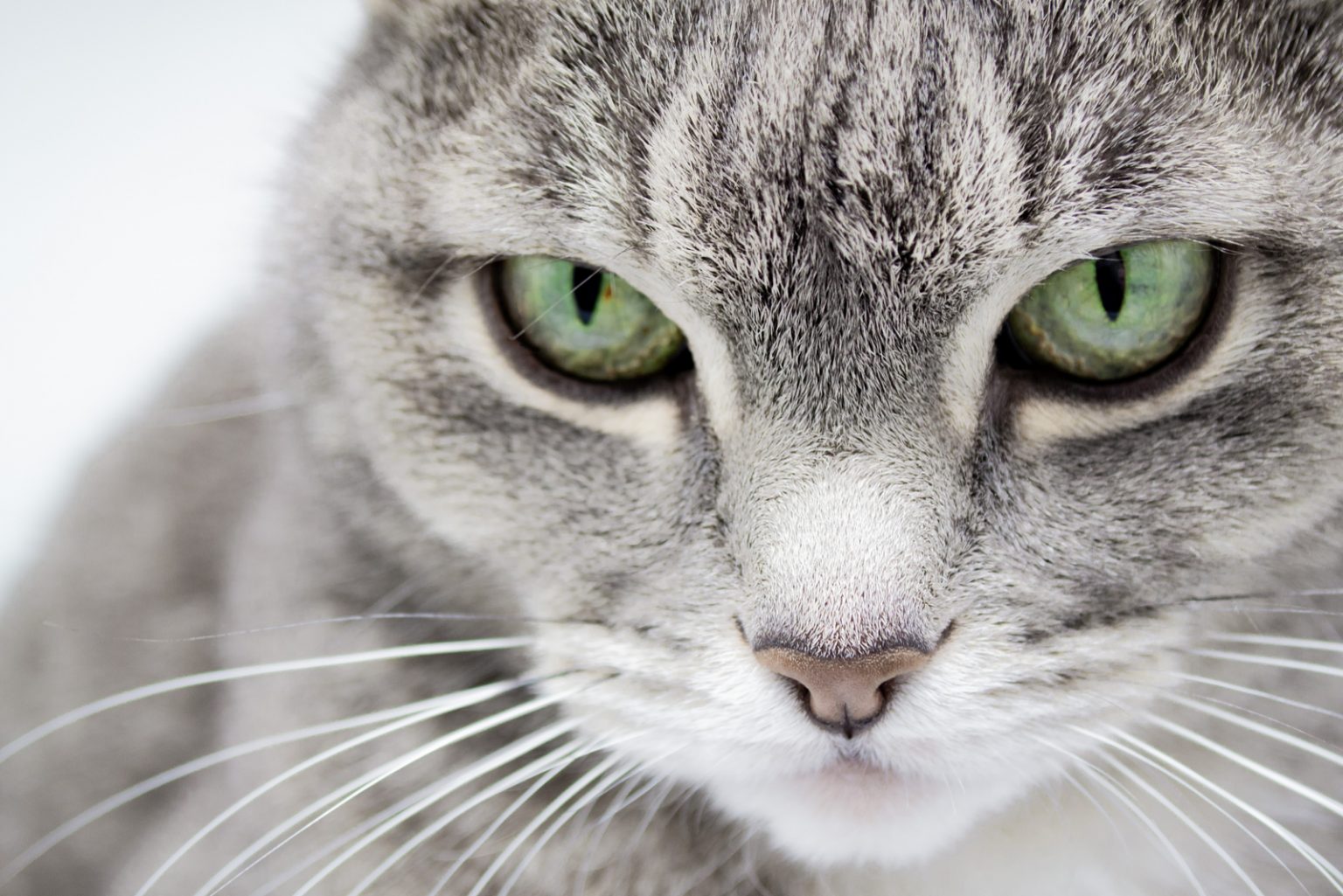 Do Cats Have Eyelashes? Everything You Need To Know