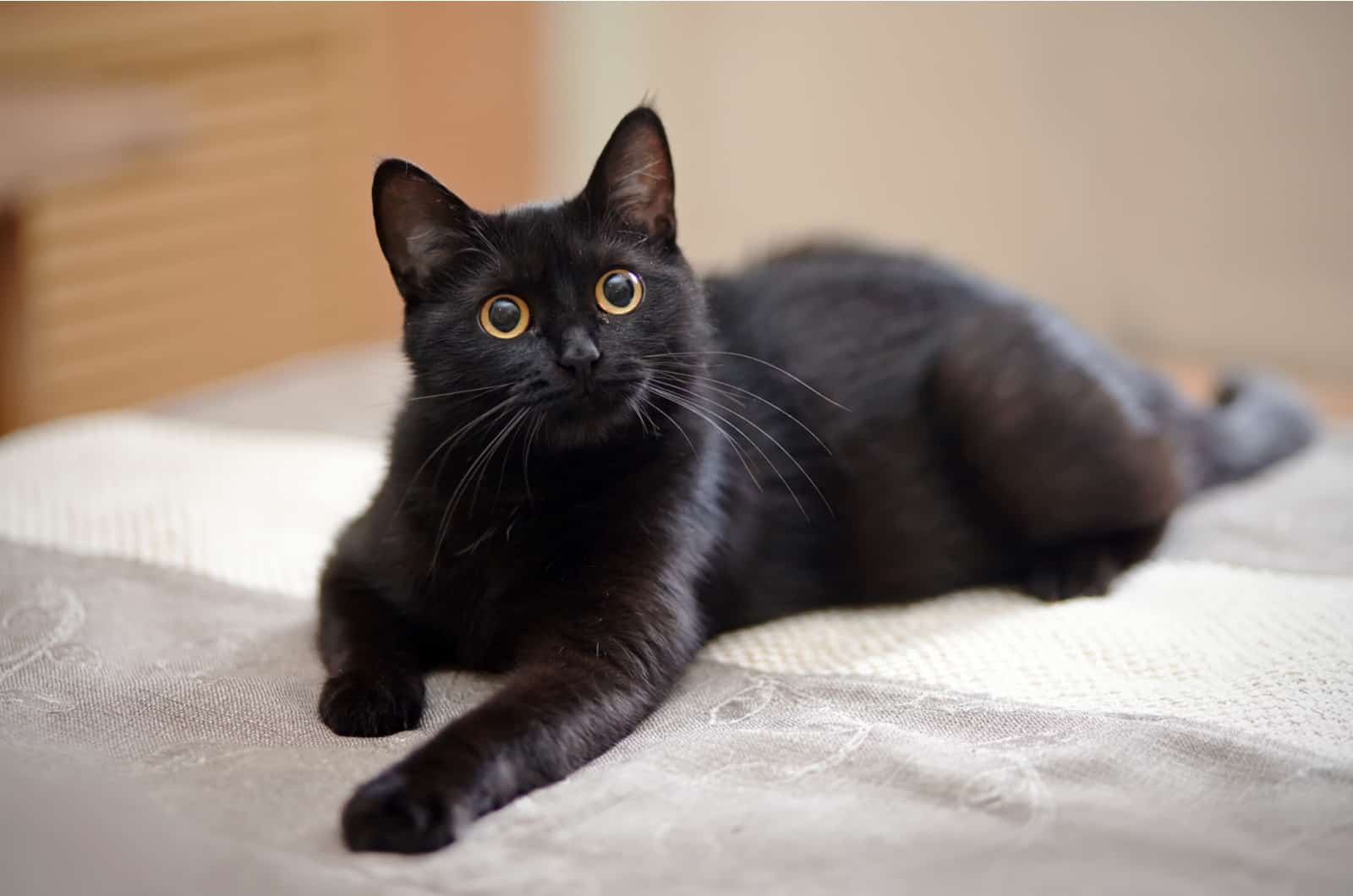 the black cat lies towards the bed