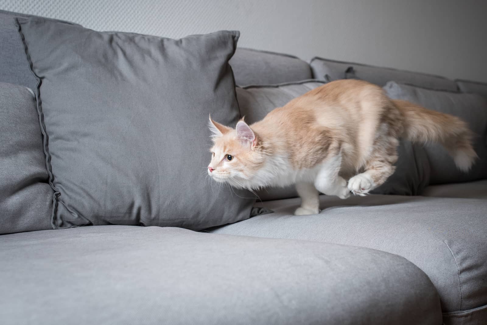 the cat runs away on the couch