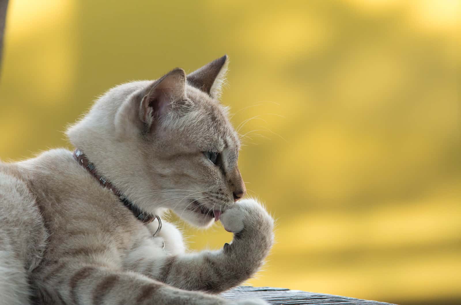 the cat sits and bites his breath