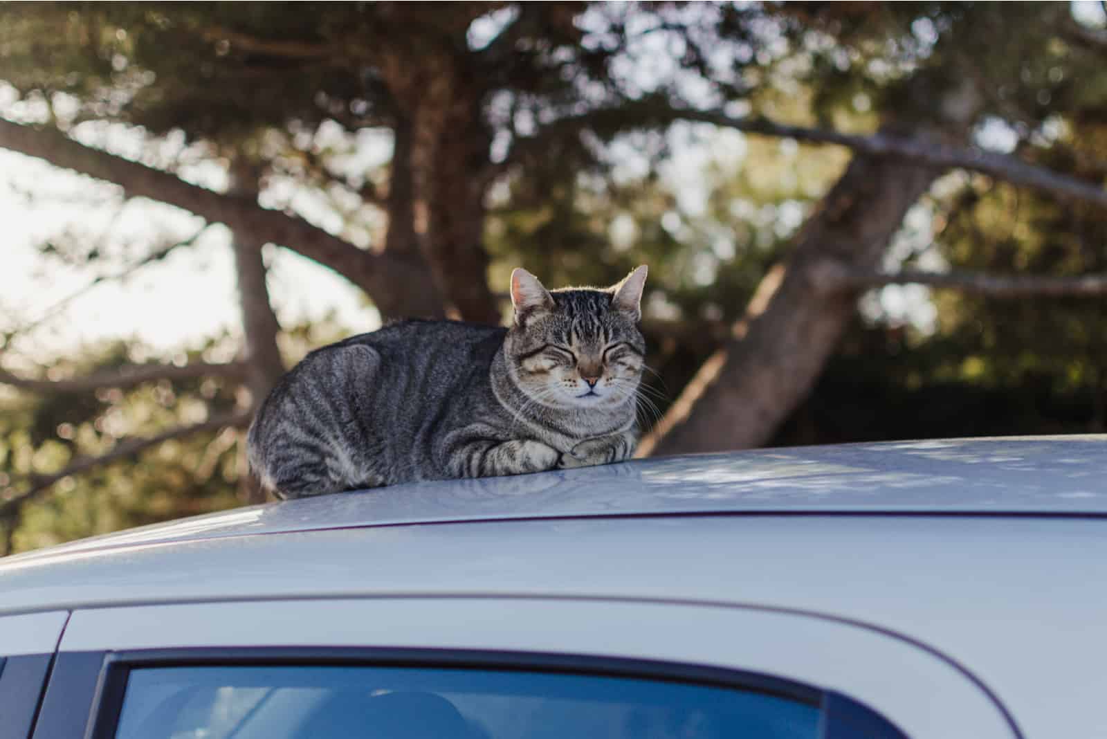 the cat sits in the car and sleeps