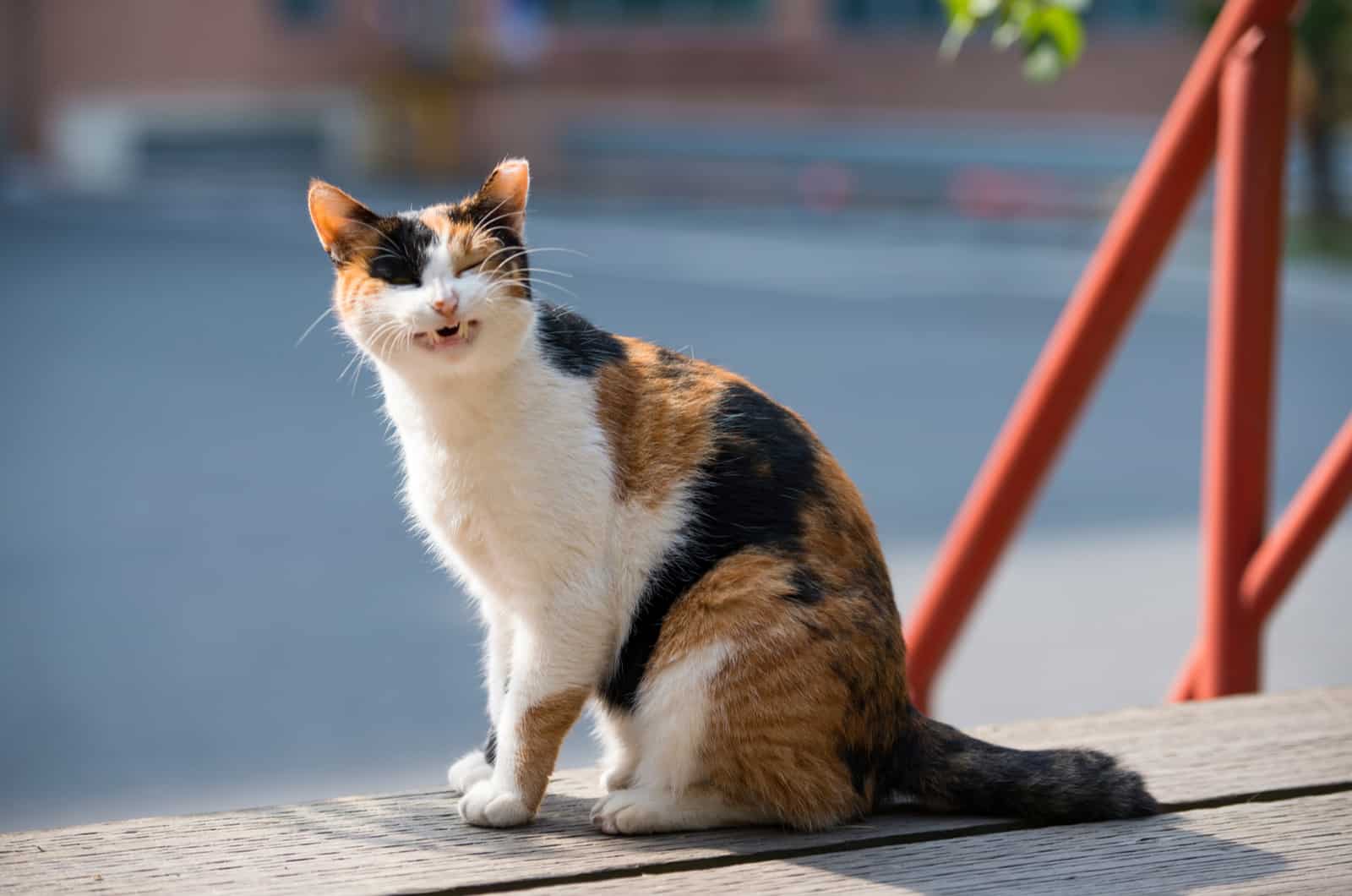 the cat sits on the pier and sneezes