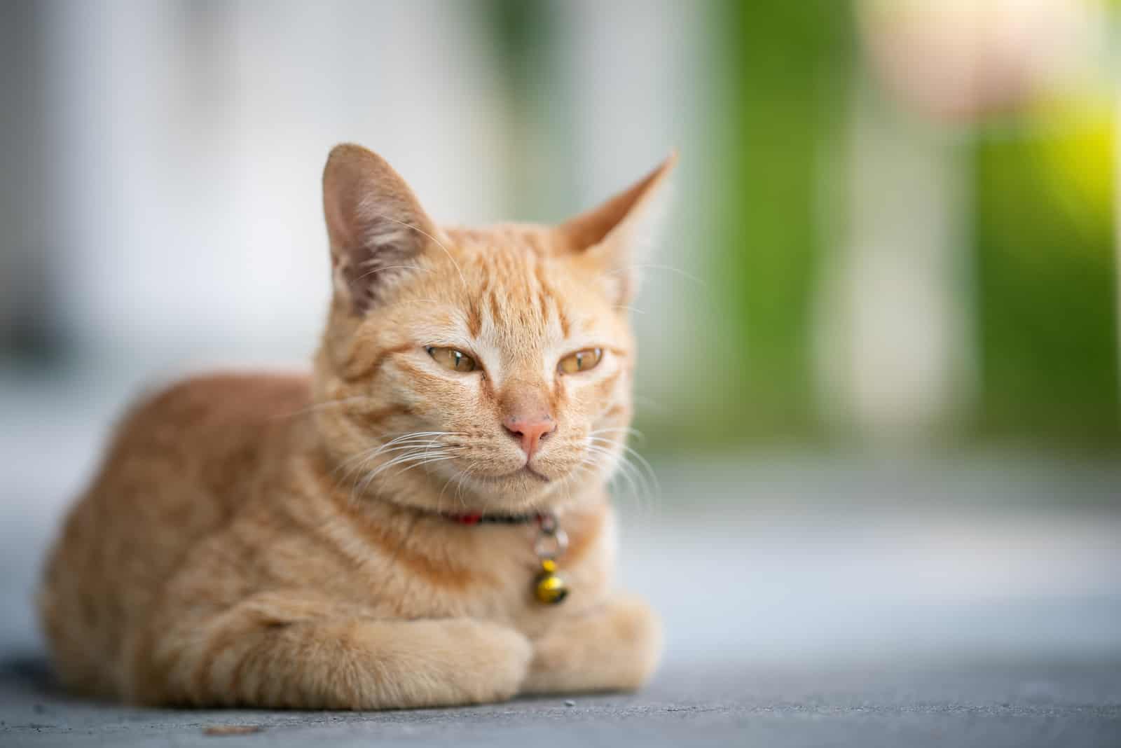 the cat sits with its paws bent