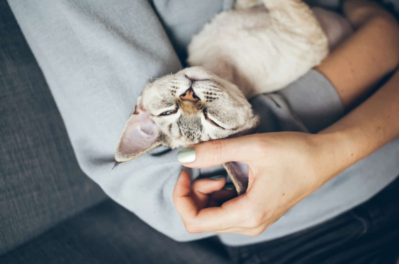 the gray cat almost fell asleep in the arms of the spinning woman