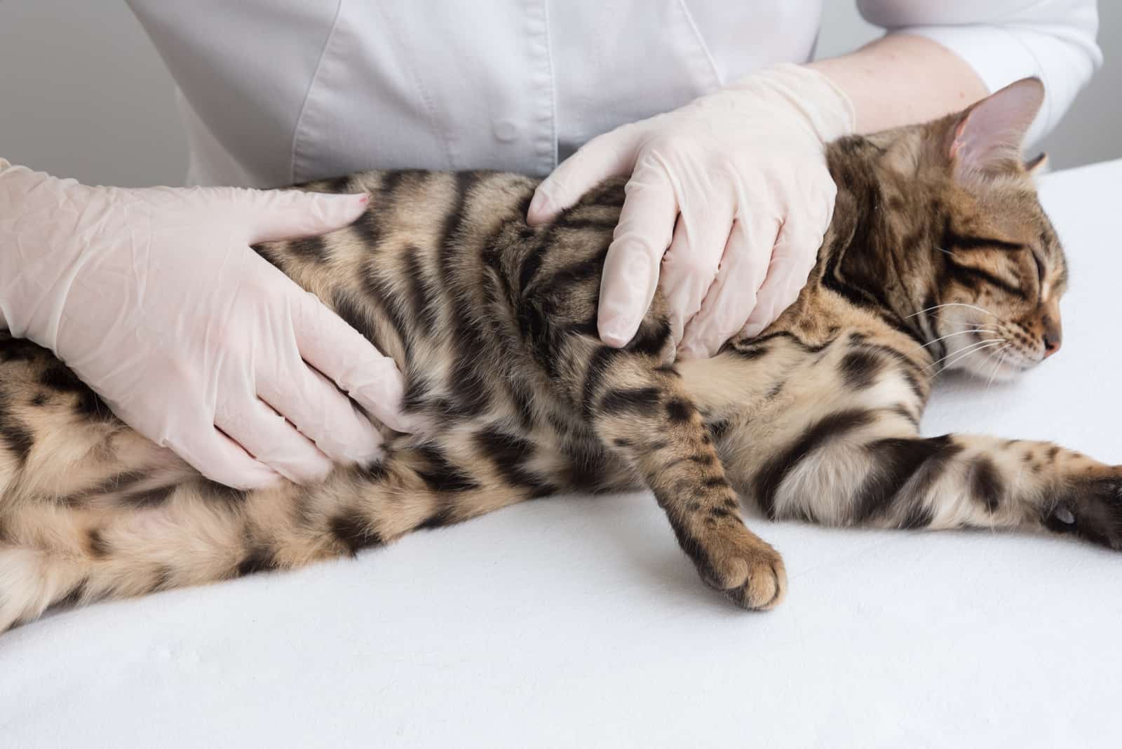 the vet examines the cat