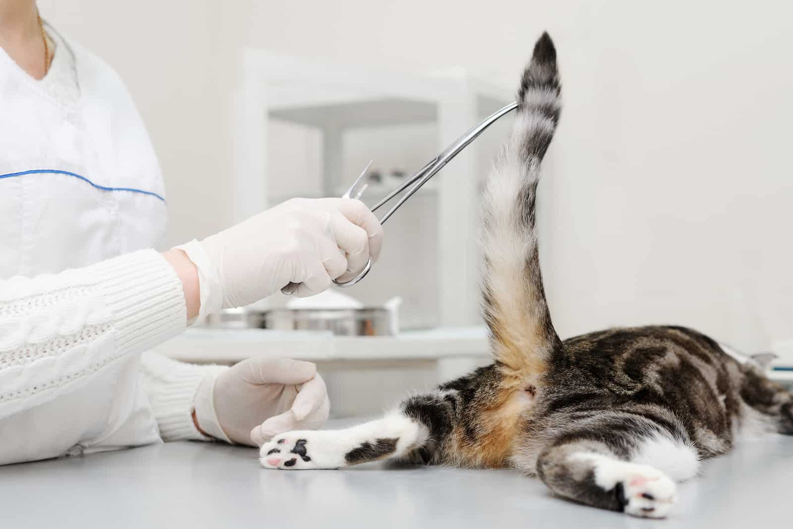 the vet examines the cat's tail