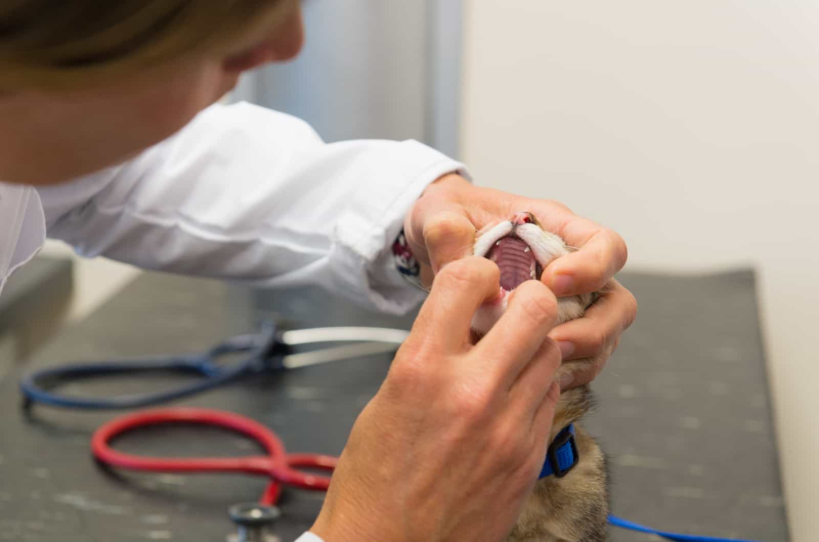 the woman examines the cat's mouth