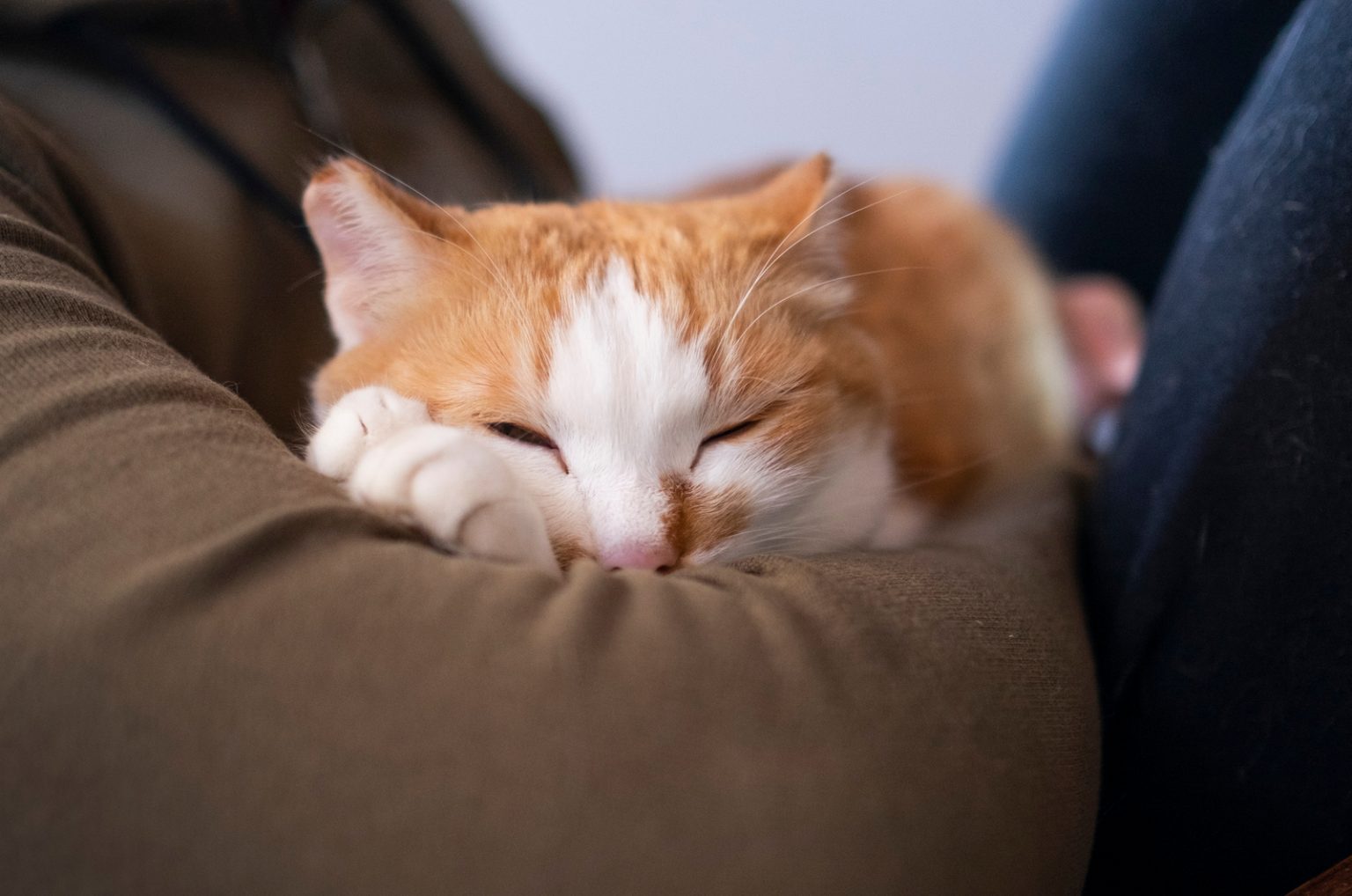 Why Is My Cat Purring Loudly? TOP 10 Reasons
