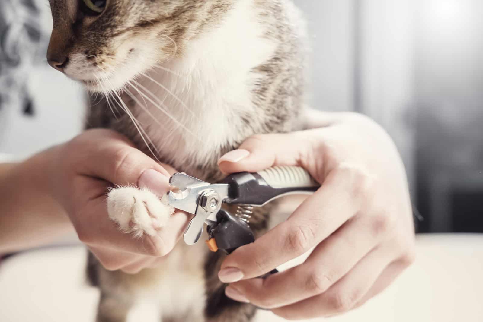 trimming cat claws