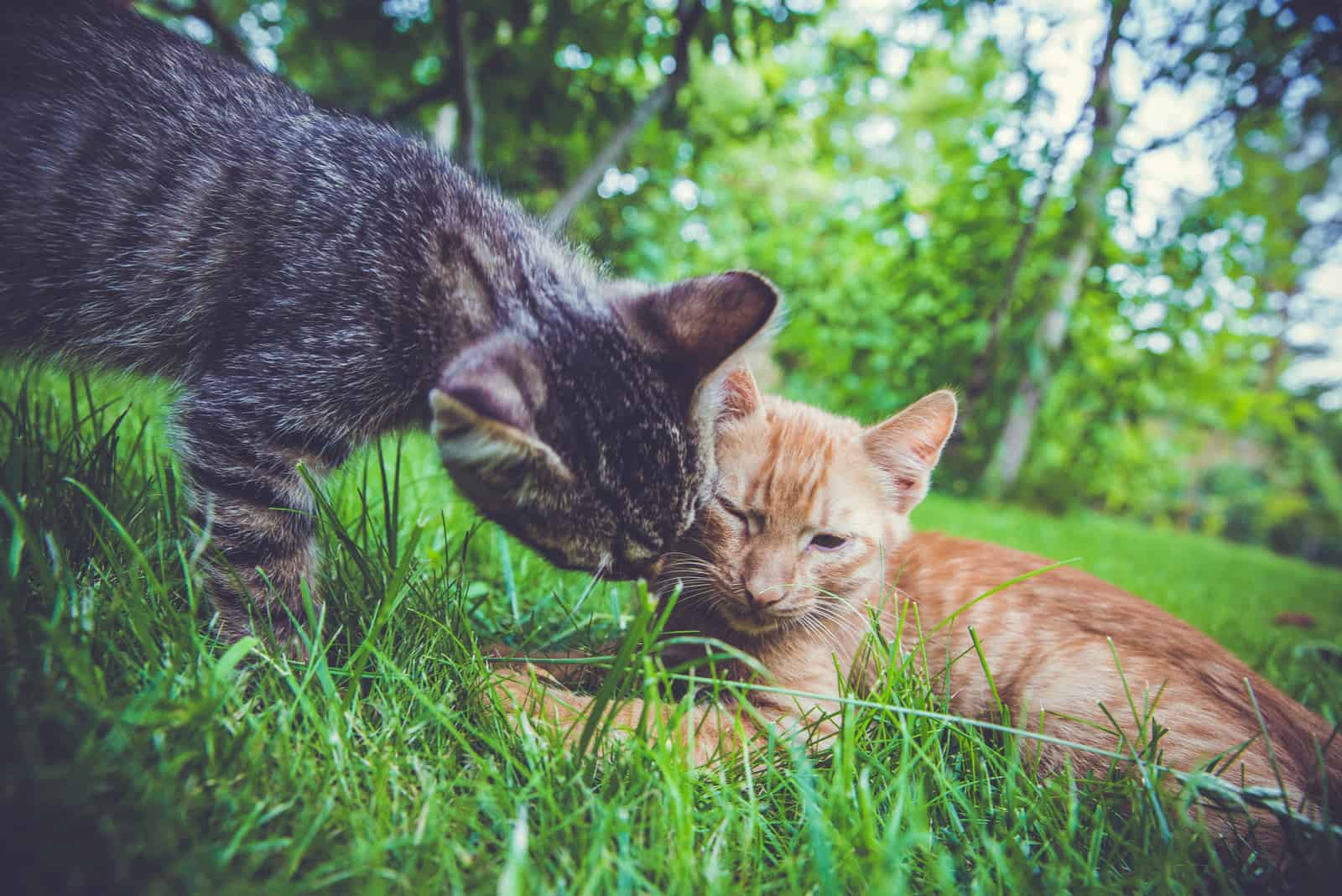 two adorable cats playing in the grass