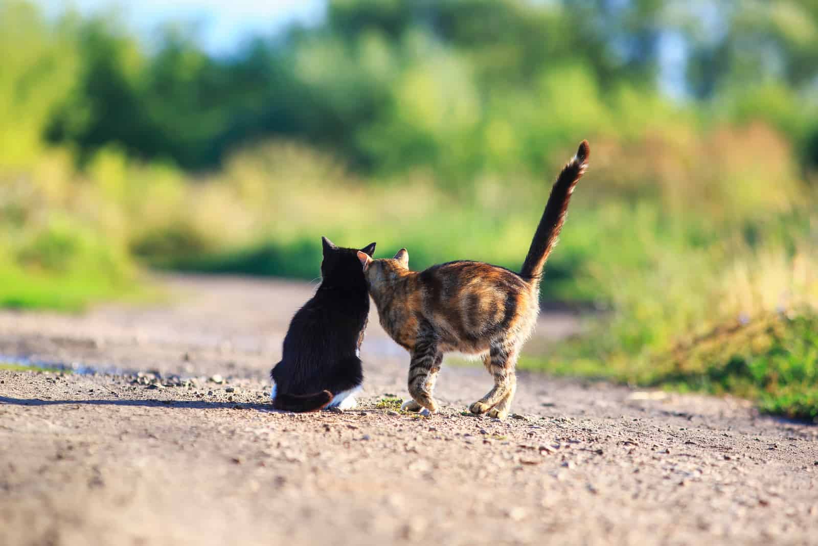 two cats are walking down the street