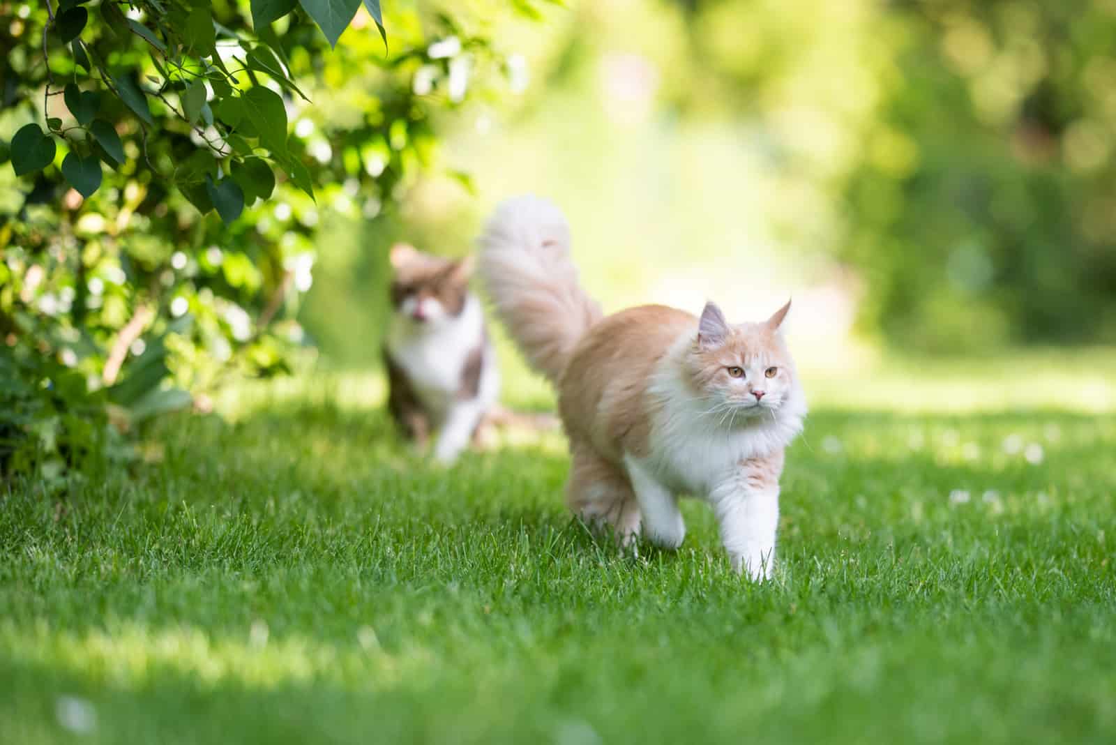 two cats are walking in the garden