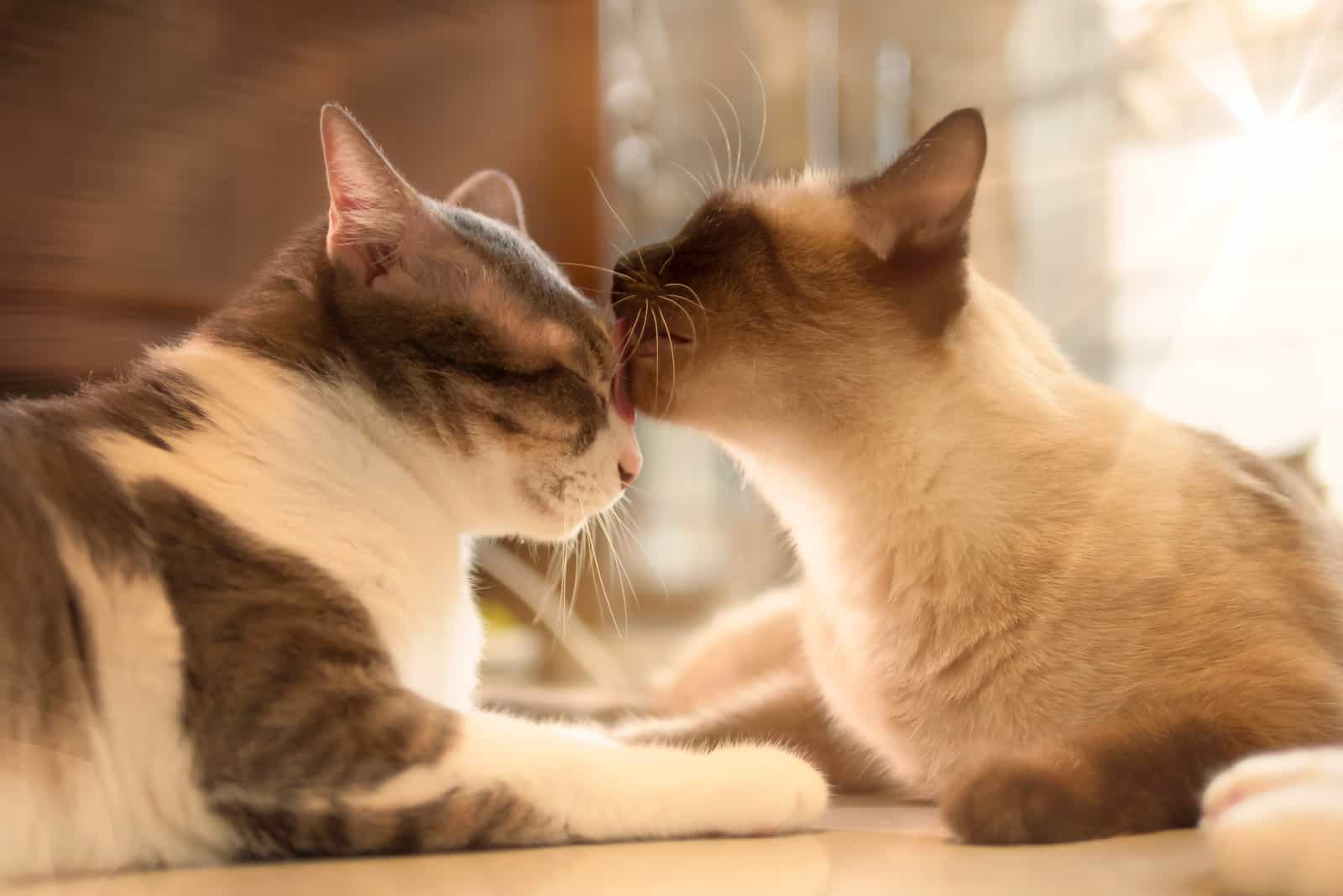 two cats licking each other