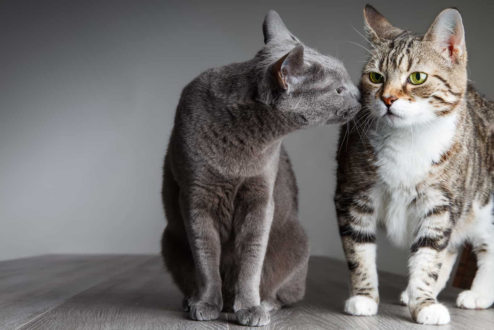 two cats sitting