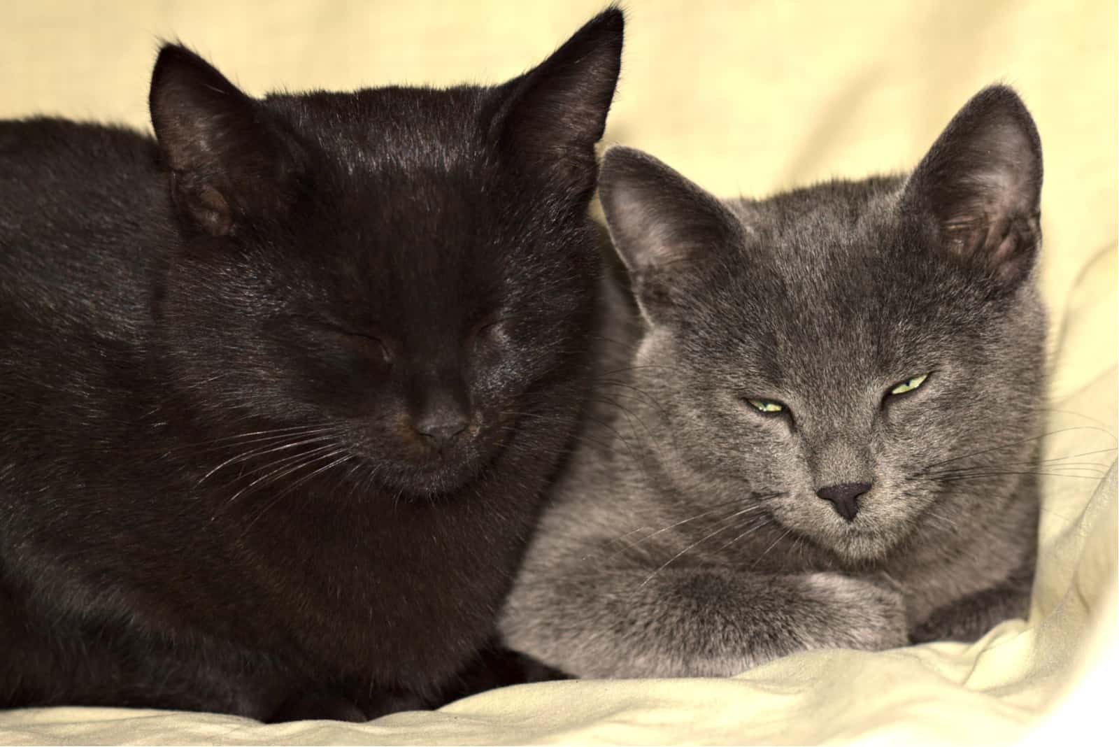 two cats sleep next to each other