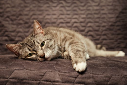 Cat Suddenly Lethargic And Weak - Causes & Treatment Options