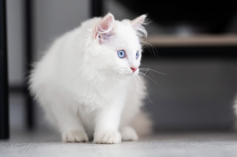 Top 11 Ragdoll Breeders In California In 2023