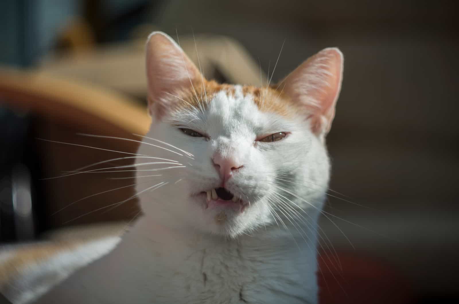 white and yellow cat begin to sneeze