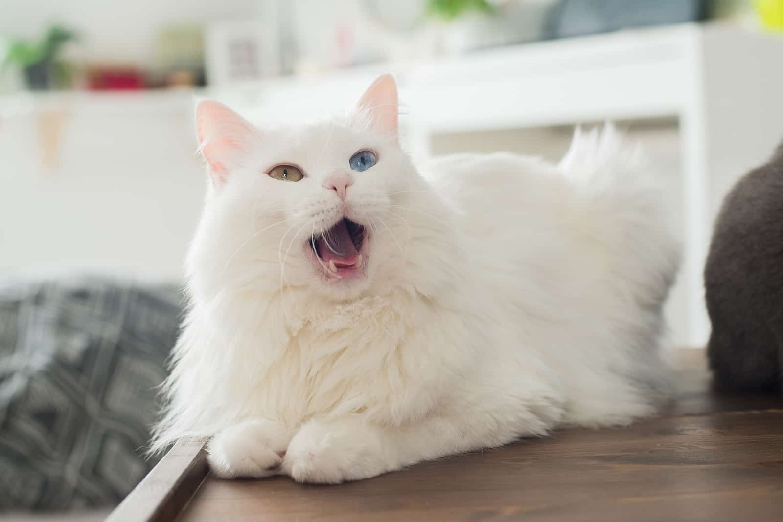 white cat Meowing