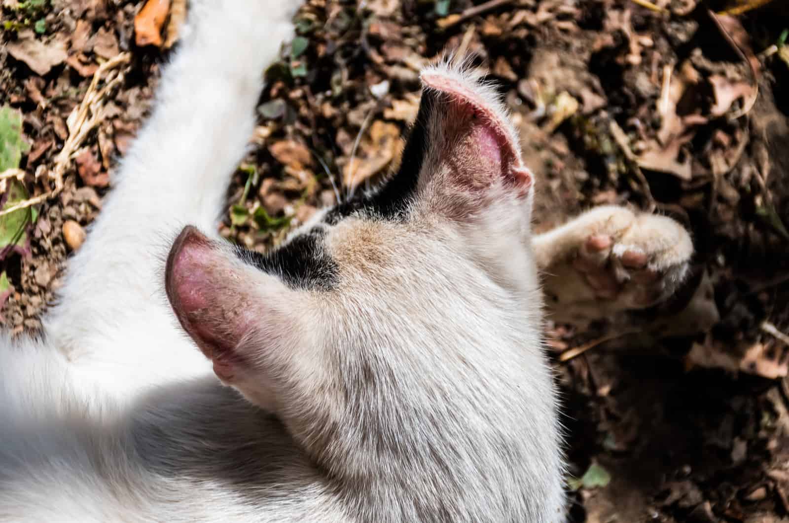 white cat without hair on ears sitting outside