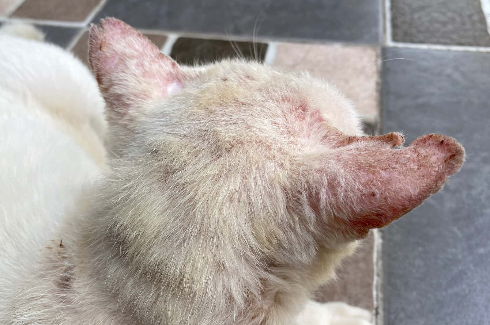 white cat without hair on ears