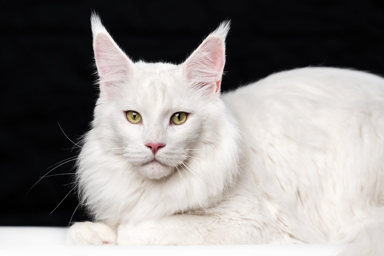 Top 20 Grey And White Cat Breeds We Absolutely Adore