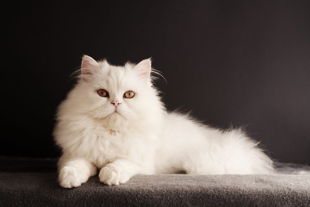 Top 20 Grey And White Cat Breeds We Absolutely Adore